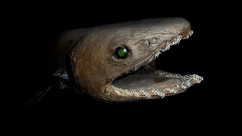 Um imagem próxima do tubarão-enguia - Wikimedia Commons