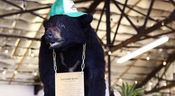 Retrato fotográfico do urso empalhado - Divulgação / Kentucky for Kentucky