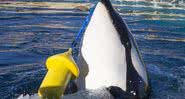 Wikie, a orca - Divulgação/ Aquário Marineland