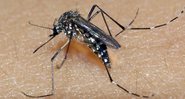 Mosquito Aedes aegypti - Divulgação/Raul Santana/Fiocruz