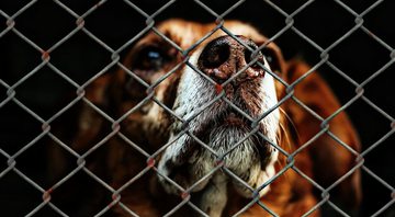 Fotografia meramente ilustrativa de cão em abrigo - Divulgação/ Pixabay/ Alexas_Fotos