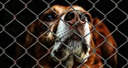 Fotografia meramente ilustrativa de cão em abrigo - Divulgação/ Pixabay/ Alexas_Fotos