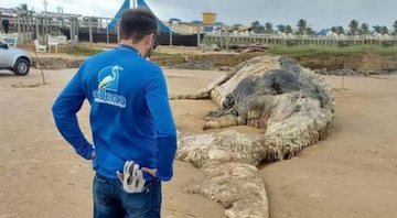Baleia encontrada morta na Praia da Costa - Divulgação/Asscom/Adema