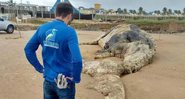 Baleia encontrada morta na Praia da Costa - Divulgação/Asscom/Adema