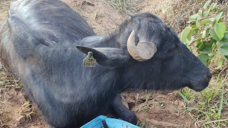 Um dos búfalos do rebanho abandonado em Brotas (SP)