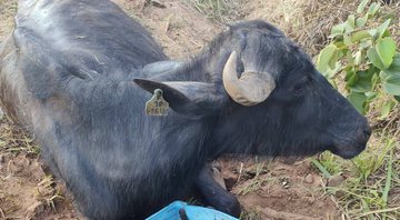 Um dos búfalos do rebanho abandonado em Brotas (SP) - Divulgação / Polícia Civil