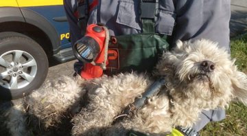 Fotografia do cachorro após resgate - Divulgação/Corpo de Bombeiros