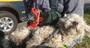 Fotografia do cachorro após resgate - Divulgação/Corpo de Bombeiros