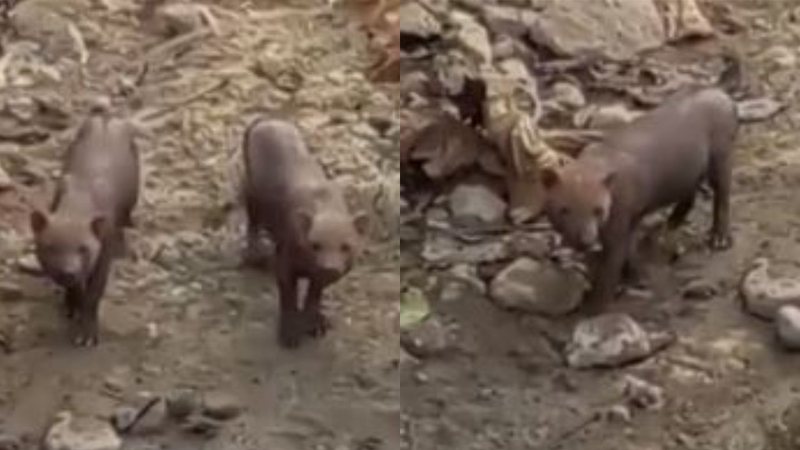 Imagens do vídeo dos cachorros-vinagres em rio - Reprodução/Vídeo/G1