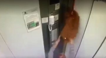 Cachorro preso em elevador - Divulgação/G1