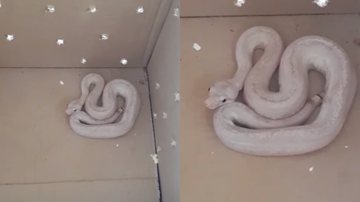 Imagens de vídeo em que se pode observar rara serpente píton albina - Reprodução/YouTube/Metrópoles