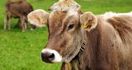 Fotografia meramente ilustrativa de gado leiteiro - Divulgação/ Pixabay / Alexas_Fotos