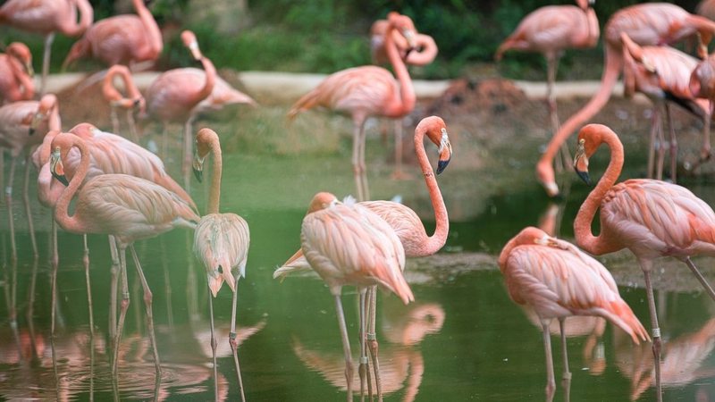 Imagem ilustrativa de flamingos - Divulgação/Pixabay/tonywuphotography