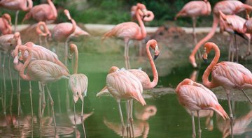 Imagem ilustrativa de flamingos - Divulgação/Pixabay/tonywuphotography