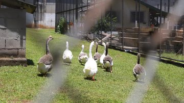 Fotografia de gansos no Complexo Penitenciário do Estado, em São Pedro de Alcântara, Santa Catarina - Divulgação/Secretaria de Administração Prisional e Socioeducativa (SAP)