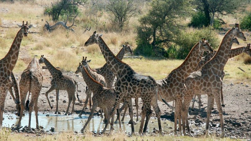 Girafas ao redor de poço d'água - Divulgação/ Lynette Hart