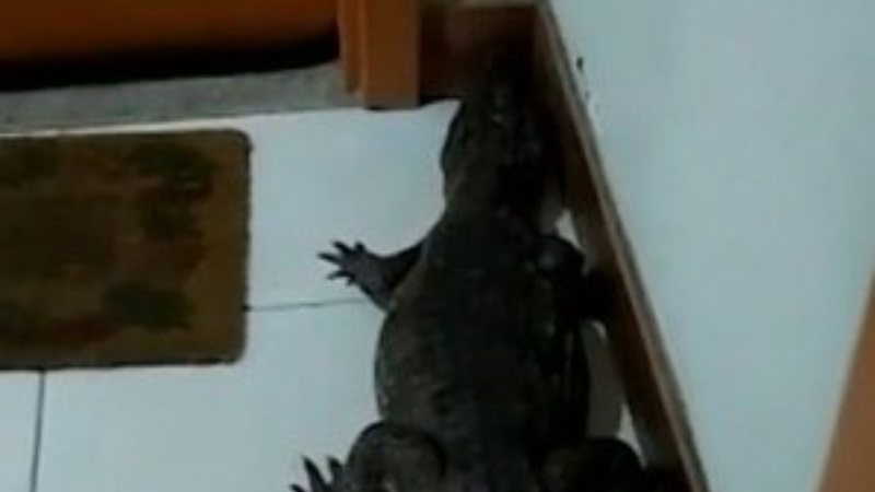 Seção do vídeo retratando o jacaré na porta de Marcelo Cruz - Divulgação / RECORD TV RIO