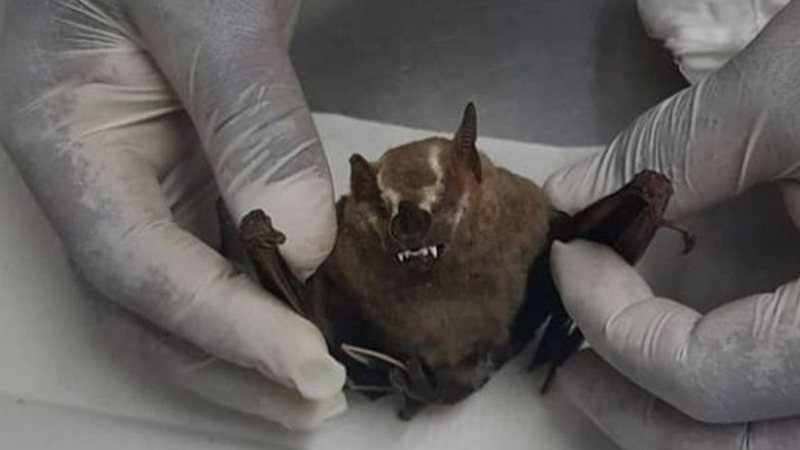 Fotografia de um morcego - Divulgação/Prefeitura de Varginha