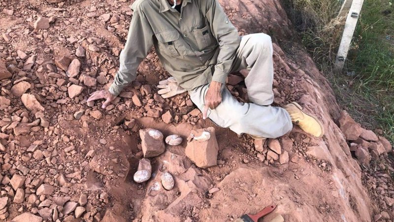 O paleontólogo William Nava ao lado dos ovos descobertos