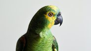 Imagem meramente ilustrativa de papagaio - Imagem de Caio no Pexels