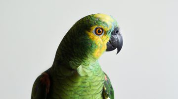 Imagem meramente ilustrativa de papagaio - Foto de Caio no Pexels