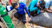 A peixe-boi durante resgate e tratamento - Divulgação / Aquasis