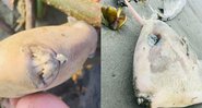 Fotografias de peixe 'chifrudo e dentuço' - Divulgação / Hyasmin Pareja