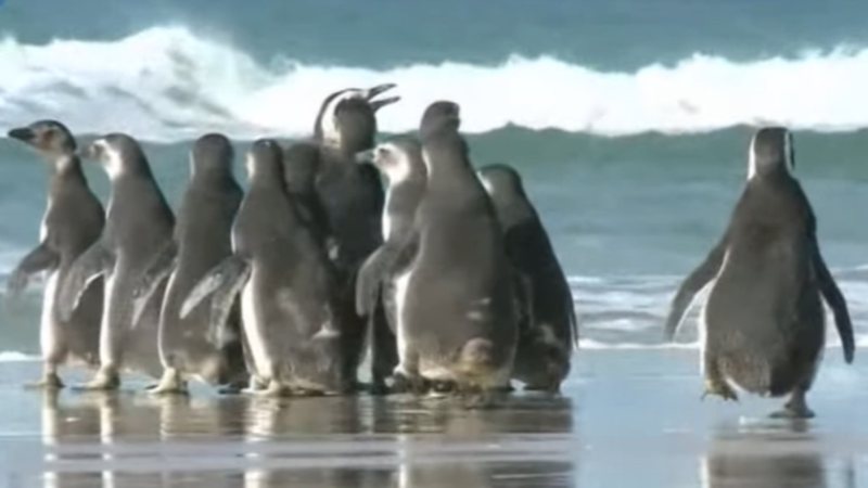 Pinguins em praia de Santa Catarina antes de região ser atingida por ciclone - Reprodução/YouTube/RICtv