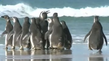 Pinguins em praia de Santa Catarina antes de região ser atingida por ciclone - Reprodução/YouTube/RICtv