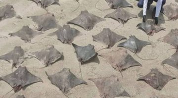Raias encontradas mortas em praia de Peruíbe - Divulgação/Instagram/@institutobiopesca