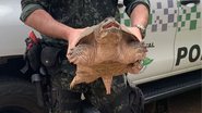 Agente segura tartaruga-aligátor encontrada no interior de São Paulo - Divulgação / Polícia Ambiental