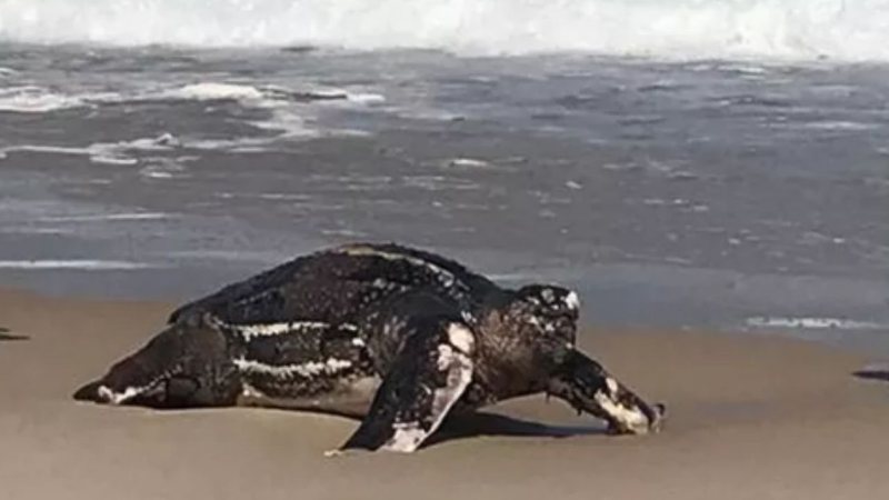 Tartaruga gigante na areia da praia da Barra