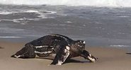 Tartaruga gigante na areia da praia da Barra - Divulgação/Arquivo pessoal/g1