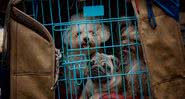 Cachorros enjaulados em Yunnan, na China - Rod Waddington / Flickr
