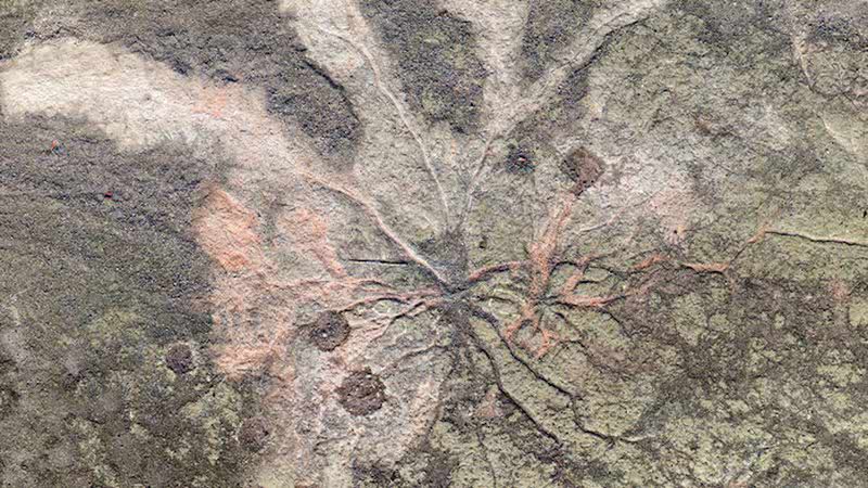 Sistema de raízes de árvores de Archaeopteris - William Stein e Christopher Berry