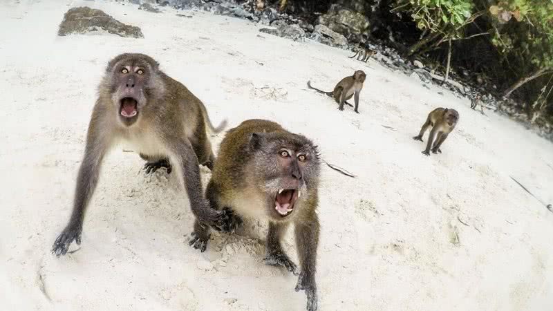 Primatas atacam em busca de comida na Tailândia - Divulgação/Youtube