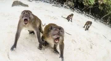 Primatas atacam em busca de comida na Tailândia - Divulgação/Youtube