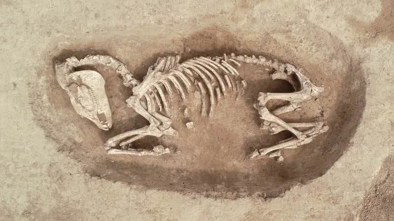 Esqueleto de cavalo encontrado na escavação de Calvados - Chris-Cécile Besnard-Vauterin, Inrap