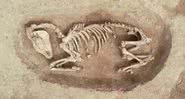 Esqueleto de cavalo encontrado na escavação de Calvados - Chris-Cécile Besnard-Vauterin, Inrap