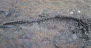 Fóssil de Ictiossauro - Reprodução/Youtube