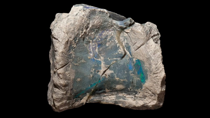 Vértebra fossilizada de Fostoria dhimbangunmal