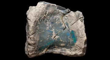 Vértebra fossilizada de Fostoria dhimbangunmal - Reprodução