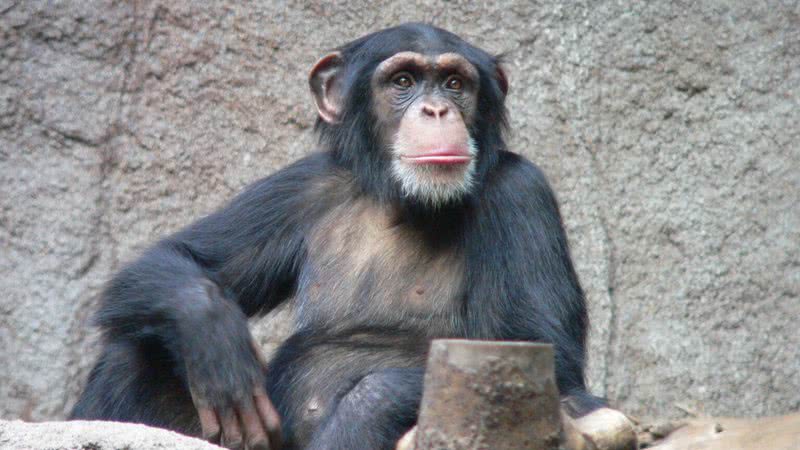 Chimpanzé-comum é uma das espécies que se encaixam no grupo dos Grandes Símios, e pode ser afetada pelo corona - Wikimedia Commons