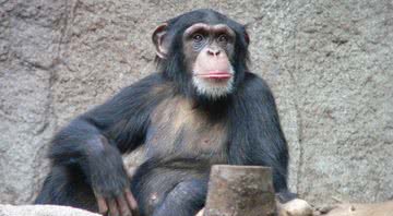 Chimpanzé-comum é uma das espécies que se encaixam no grupo dos Grandes Símios, e pode ser afetada pelo corona - Wikimedia Commons
