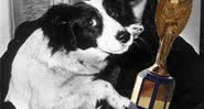 Picles, o cão que achou a Jules Rimet - YouTube