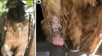 Fotografia do abutre-barbudo, Mia - Divulgação/Sarah Hochgeschurz et.al/Scientific Reports