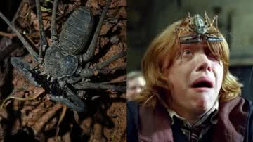À esquerda, um exemplo de amblipígio; à direita, o personagem Rony assustado ao entrar em contato com uma aranha-chicote - Mael-l/iNaturalist e Reprodução/Warner Bros.