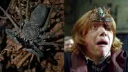 À esquerda, um exemplo de amblipígio; à direita, o personagem Rony assustado ao entrar em contato com uma aranha-chicote - Mael-l/iNaturalist e Reprodução/Warner Bros.