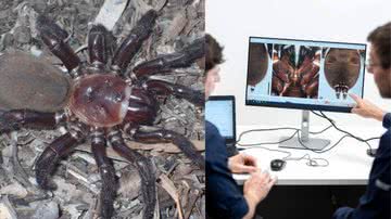 Á esquerda a aranha-de-alçapão e à direita pesquisadores do Museu de Queensland - Reprodução / Facebook