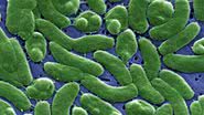 Imagem ampliada da bactéria Vibrio vulnificus - Domínio Público/CDC/James Gathany/Creative Commons